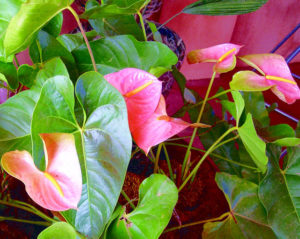 In Mexico, anthurium has been used as ground cover in tropical landscaping, creating a stunning, although not particularly practical, effect. © Linda Abbott Trapp 2007