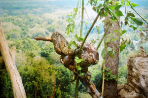 A snake lies intertwined in the branches of a tree or shrub in the herpetarium of the Museum of the Desert.