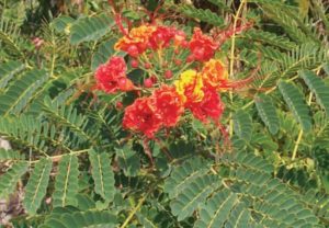 Native to Mexico and the rest of tropical America, the dwarf poinciana blooms in orange-red and yellow flowers. © Linda Abbott Trapp 2009