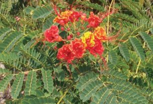 Native to Mexico and the rest of tropical America, the dwarf poinciana blooms in orange-red and yellow flowers. © Linda Abbott Trapp 2009