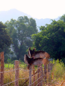 Birds perch on a fence in tropical Punta Raza, Mexico to dry their wings. © Christina Stobbs, 2009