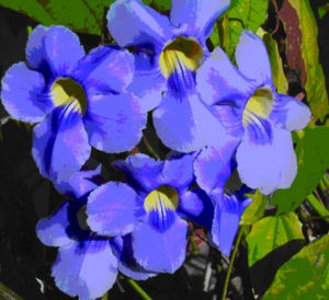 Thunbergia blossoms bring their deep, rich blue to the Mexican garden. © Linda Abbott Trapp 2007