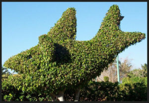 This ficus in a Mexican garden is trimmed to a the shape of a shark. © Linda Abbott Trapp 2007