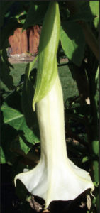 Datura is also known as "angel's trumpet" because of the shape of its white flowers. It is a lovely addition to the Mexico garden. © Linda Abbott Trapp, 2006, 2010