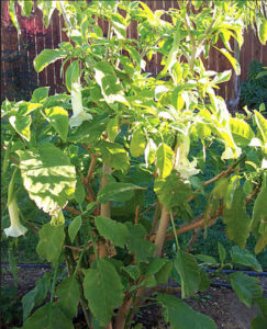 The datura, also known as "moonflower" and "angel's trumpet" thrives in the Mexico garden. © Linda Abbott Trapp, 2006, 2010