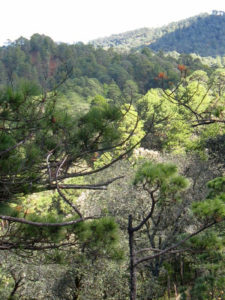 Ascending the sierra in Mexico's Arroyo Guacamaya, the vegetation changes from agave, cactus and mixed brush, to scrub oak and coniferous forest of predominantly pine © Alvin Starkman, 2011