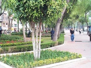 Looking southwest back to the park near the west end of Paseo Reforma. The gardens are well tended.