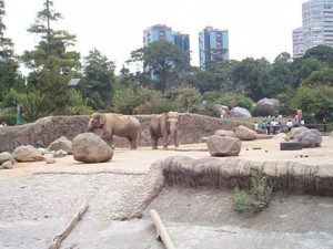 Elephants at the zoo put on a show all by themselves. (Looking south)