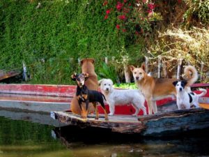 Dogs are always eager to part of the celebrations at Xochimilco © Edythe Anstey Hanen, 2013