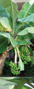 In a Mexican garden, bananas grow in tiers, which are called "hands." © Linda Abbott Trapp 2008