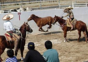 Roping a wild mare by the hind legs. © Dale Hoyt Palfrey 2007