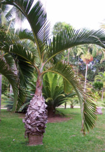 The bottle palm is a novel choice for landscape interest in Mexico's tropical gardens. © Linda Abbott Trapp 2008
