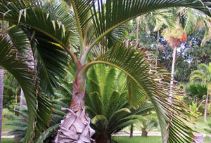 The bottle palm is a novel choice for landscape interest in Mexico's tropical gardens. © Linda Abbott Trapp 2008