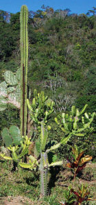 The candleabra cactus grows in northern Mexico's arid desert conditions to a height of almost 40 feet. © Linda Abbott Trapp 2008