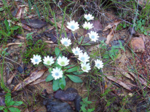 "Hierba del sapo" is common in Durango's temperate forests and grasslands. It's used medicinally in many rural communities.