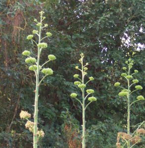 A native of Mexico, the century plant blooms only once every 30 to 40 years. © Linda Abbott Trapp 2008