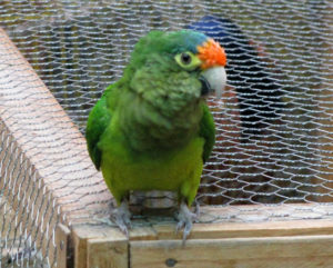 The family parrot, knows as "El Loro Lorenzo," strikes a pose while sitting atop the cage where his friends screech and squawk.