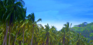 Coconut palms, jacarandas and copal trees cover the mountainside at Chacala. Secluded and quiet, this Nayarit beach is largely undiscovered by tourists in Mexico. © Christina Stobbs, 2009