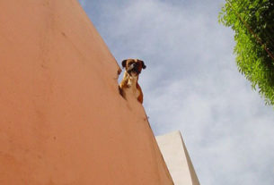 Dogs are expected to guard their homes in Mexico, where they often live on rooftops with a clear view of the street. This boxer in Guanajuato takes his job very seriously. © Jane Wilkinson, 2009