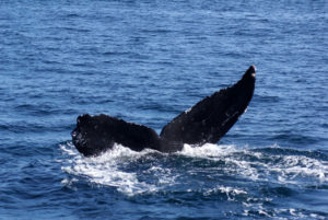 Whales can be seen in the bay at Los Ayala on Mexico's Nayarit Riviera. © Christina Stobbs, 2011