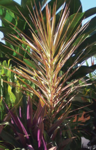 Dracaena is a member of the dragon tree family grown for its exotic foliage. It is seen in a Mexican garden in Puerto Vallarta. © Linda Abbott Trapp, 2009