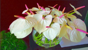 A staple of the florist trade, anthurium's vivid, waxy flowers are highly decorative in exotic arrangements. It grows abundantly in Mexico's tropical climate. © Linda Abbott Trapp 2007