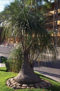 A popular landscape plant in Mexico, the ponytail palm grows slowly to a height of 30 feet. © Linda Abbott Trapp 2009