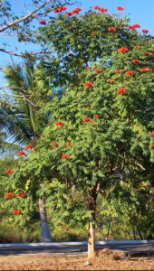 In Mexico and elsewhere, the tulipan is planted as a specimen tree, for shade, or along city streets or in parks. It grows to 50 feet or more in the wild. © Linda Abbott Trapp 2007