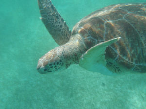 A sea turtle cruises the warm waters of Akumal beach in the Mexican Caribbean, not far from Playa del Carmen in the Yucatan peninsula