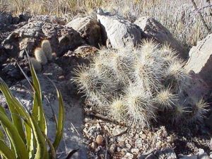 Echinocereus