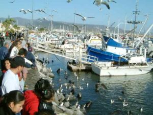 Feeding the seals at the docks is a main city attraction. A large pail of fish costs one dollar.