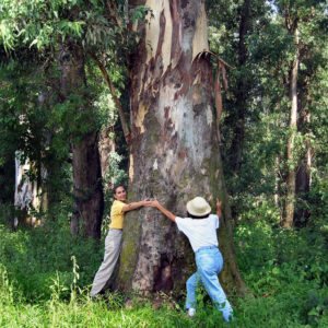 The eucalyptus trees at San Marcos, Jalisco are large and beautiful, but at one time were nourished with the blood of exiled Yaquis. © John Pint, 2009