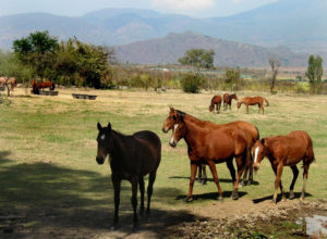 Hacienda La Labor in Jalisco, Mexico is famed for its high-quality quarter horses, much sought after by charros. © John Pint, 2011