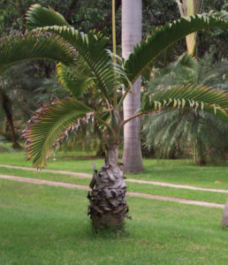 Semi-desert in origin, the slow-growing bottle palm thrives in sun or part shade It is a favorite of Mexico's landscape artists. © Linda Abbott Trapp 2008