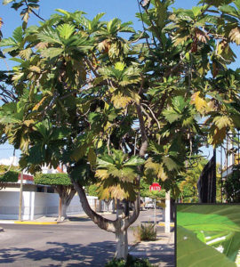 The breadfruit has been a mainstay of some tropical cultures.It flourishes along Mexico's Pacific coast. © Linda Abbott Trapp 2008