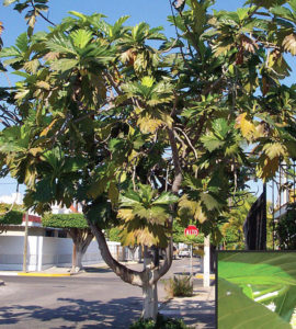 The breadfruit has been a mainstay of some tropical cultures.It flourishes along Mexico's Pacific coast. © Linda Abbott Trapp 2008