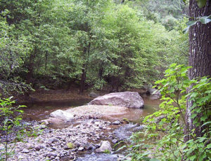 Mesic forests are one of Mexico's most endangered vegetation types, and one of the northernmost mesic forests is found in the Ejido (Communal Property) El Maguey, in western Durango.