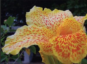 The canna lily is also called "Indian Shot" for its hard, round seeds. The plant flourishes in a Puerto Vallarta garden. © Linda Abbott Trapp 2008