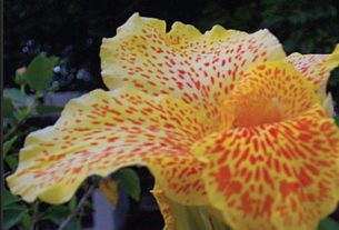 The canna lily is also called "Indian Shot" for its hard, round seeds. The plant flourishes in a Puerto Vallarta garden. © Linda Abbott Trapp 2008
