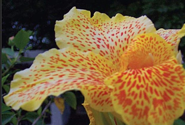 The canna lily is also called "Indian Shot" for its hard, round seeds. The plant flourishes in a Puerto Vallarta garden. © Linda Abbott Trapp 2008