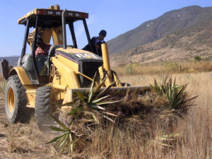 Heavy machinery is used for clearing agave from the construction site.