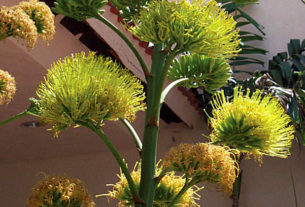 After many years, (30 to 40, once thought to be up to a century), a flowering spike shoots up several feet from the center of the century plant's rosette. Flowers appear on the ends of lateral branches of this spike. Yellow-green clusters bloom, and then the leafy rosette dies, after flowering only once. The century plant plant is native to Mexico. © Linda Abbott Trapp 2008