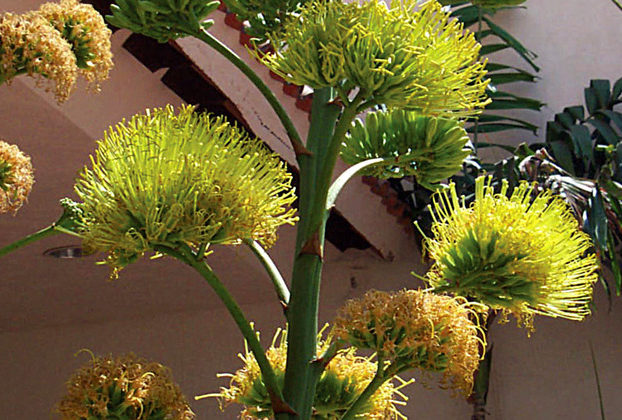 After many years, (30 to 40, once thought to be up to a century), a flowering spike shoots up several feet from the center of the century plant's rosette. Flowers appear on the ends of lateral branches of this spike. Yellow-green clusters bloom, and then the leafy rosette dies, after flowering only once. The century plant plant is native to Mexico. © Linda Abbott Trapp 2008