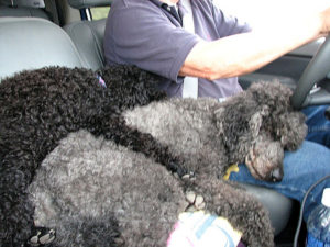 The Wilkinson dogs ride in the passenger seat, lying one atop the other while they nap the miles away. Jane Wilkinson has become an expert on traveling with dogs in Mexico. © Jane Wilkinson, 2009