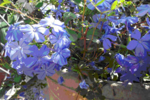 In Mexico, a choice for pots and borders is plumbago, which can -- even with a little coaxing -- perform as a short-distance climber. © Linda Abbott Trapp 2007