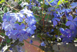 In Mexico, a choice for pots and borders is plumbago, which can -- even with a little coaxing -- perform as a short-distance climber. © Linda Abbott Trapp 2007