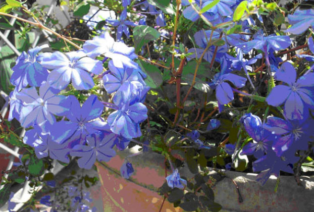 In Mexico, a choice for pots and borders is plumbago, which can -- even with a little coaxing -- perform as a short-distance climber. © Linda Abbott Trapp 2007