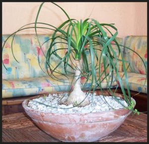 The ponytain palm can be at home on a coffee table, or growing tall and majestic in a Mexican garden. © Linda Abbott Trapp 2007