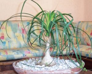The ponytail palm can be grown indoors as a potted plant, and is also grown as a bonsai in Mexico and elsewhere. © Linda Abbott Trapp 2009