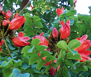 Tulipan's beautiful, bright orange-scarlet flowers are 4 inches diameter. They appear in large racemes at the ends of branches, and open a few at a time. This specimen grows on Mexico's Pacific coast. © Linda Abbott Trapp 2007